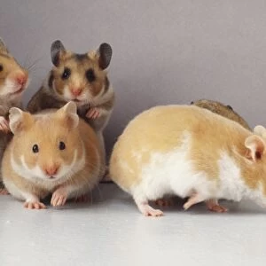 Group of four tan and white Hamsters (Cricetus cricetus), two standing on hind legs, front and side views