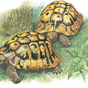 Hermanns tortoises Testudo hermanni, illustration
