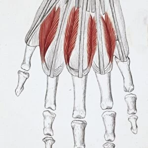 Illustration of muscles of the hand