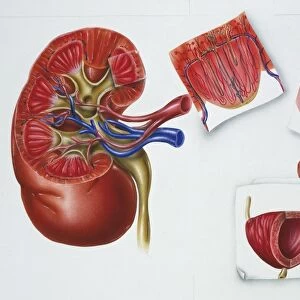 Illustration showing excretory organs
