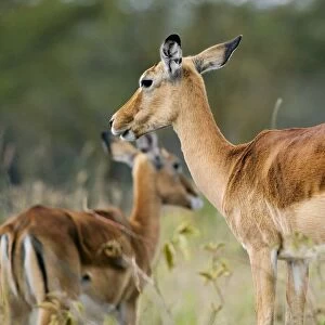 Kenya, Lake Nakuru National Park, two Impalas (Aepyceros melampus), close-up