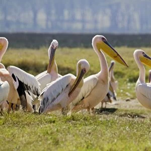 Kenya, Rift Valley, Lake Nakuru National Park, group of Pelicans (Pelecanus onocrotalus) on the lakes shore
