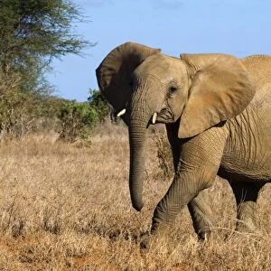 Kenya, Tsavo National Park, young African elephant (Loxodonta africana) walking through grassland