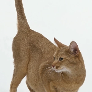 light brown cat, side view, crouching on front legs head turned left