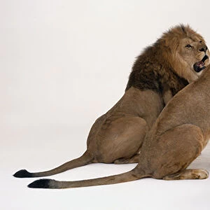 Lion (Panthera leo) and lioness sitting side by side