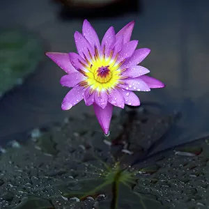 One lotus flower on a lake with a few leaves