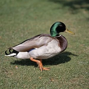 Mallard (Anas platyrhynchos), male duck standing on grass