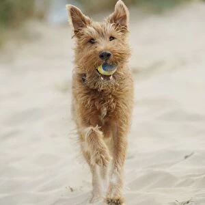 Mongrel dog running on beach with ball in mouth
