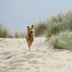Mongrel dog running on sand with tongue out