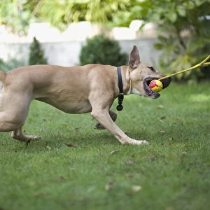 Mongrel dog tugging on ball held on string by owner