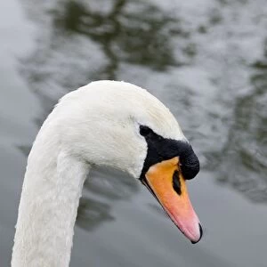 Mute swan (Cygnus olor) head in profile