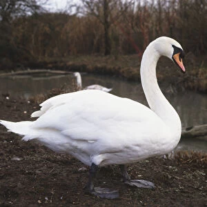 Mute swan (Cygnus olor) standing on the bank of a river