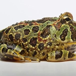 Ornate horned frog (Ceratophrys ornata), side view
