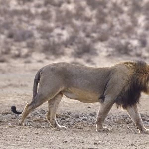 Panthera leo, lion. family felidae. side view of male lion walking across dry and desolate landscape