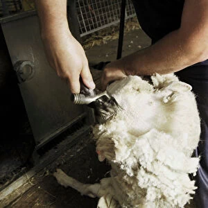 Person shearing sheep, close-up