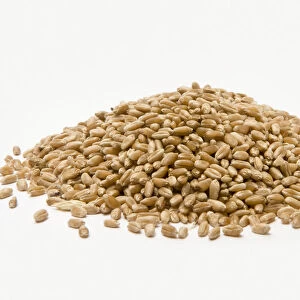 Pile of wheat grains, close-up