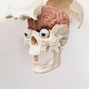 Plastic model of human skull with eyes and cranium opened to reveal brain