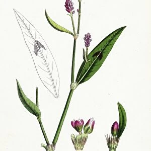 Polygonum Persicaria, var. genuinum, Spotted Persicaria, var. a