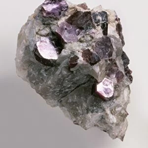 Purple lepidolite crystals in pegmatitic groundmass
