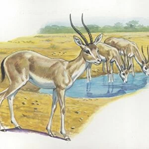 Rhim Gazelles Gazella leptoceros, illustration