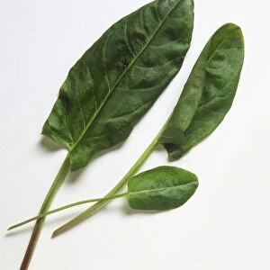 Rumex acetosa, three Sorrel leaves