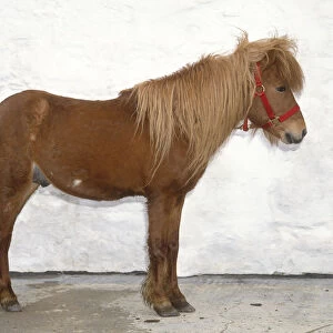 Skyrian Horse also known as Skyrian Pony, or Skyros Pony, palomino with long mane