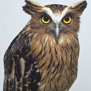 Upper body view of a Buffy Fish-Owl, showing the prominent ear tufts, hooked bill, streaked body feathers that have a fine surface layer of downy strands and a downy edge, which muffle the sound of the bird flying