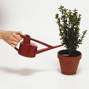 Using a watering can to water a potted plant
