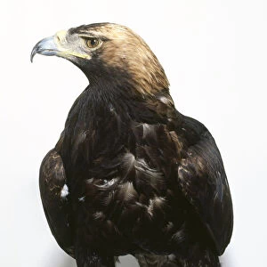 Front view of an Imperial Eagle, Aquila heliaca, perched on a branch with its head in profile