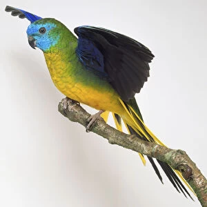 Side view of a male Turquoise Parrot with head in profile, perching on a branch, flapping its wings