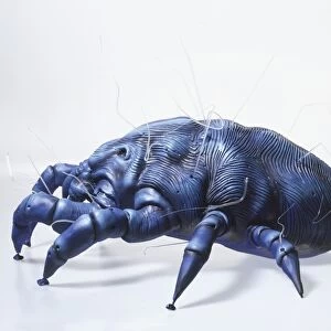 Side view of model of Dust Mite