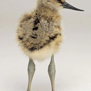 Behind or back view of a three-to-four day old Pied Avocet chick