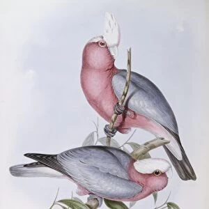 Violet-necked lory (Eos squamata), Engraving by John Gould