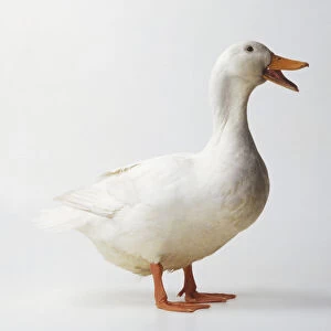 White Goose (Anser anser) standing with beak open, side view
