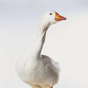 White goose looking to side