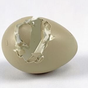 White pheasant (Galliformes) cracked egg shell
