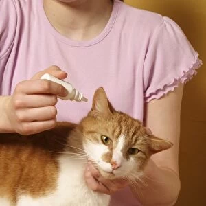 Woman holding head of cat as she applies ear drops