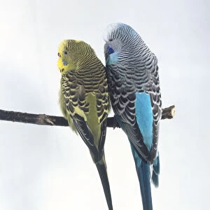 A yellow and a blue Budgerigar (Melopsittacus undulatus) perching side by side, rear view