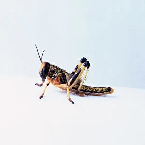 Young desert locust or hopper