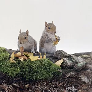 Two young Eastern grey squirrels (Sciurus carolinensis) eating nuts on moss-covered log