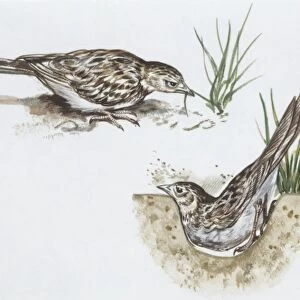 Zoology: Birds, Skylark (Alauda arvensis) building nest, illustration