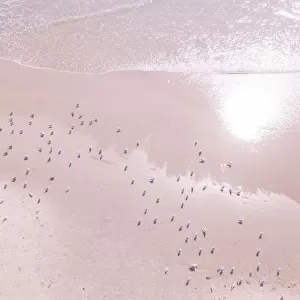 Aerial view of seagulls on the beach