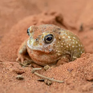 Desert Spadefoot Frog (Notaden nichollsi), Northern Territory, Australia