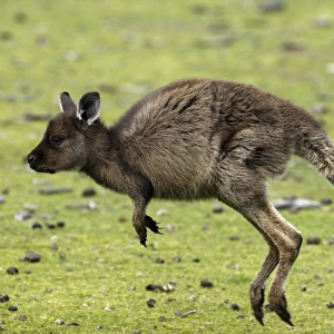 Eastern Grey Kangaroo, Marcropus cinereus, Kangaroo Island, Australia
