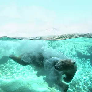 Polar Bear Arctic Dive