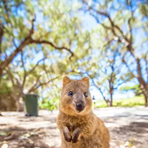 A Quokka marsupial on Rottnest Island, Western Australia