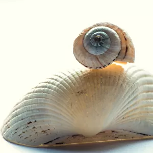 Sea Shell Close up