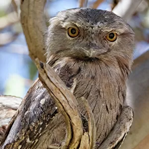 Frogmouths Related Images
