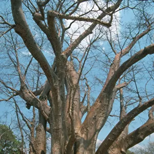 adansonia digitata, baobab, baobab tree, beauty in nature, branch, color image, day