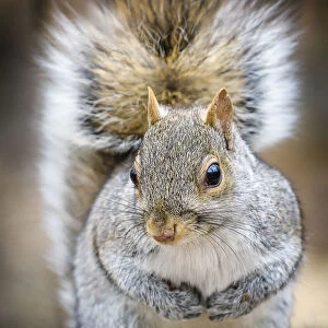 Adorable Gray Squirrel Close Up Looking at Camera in Central Park, New York